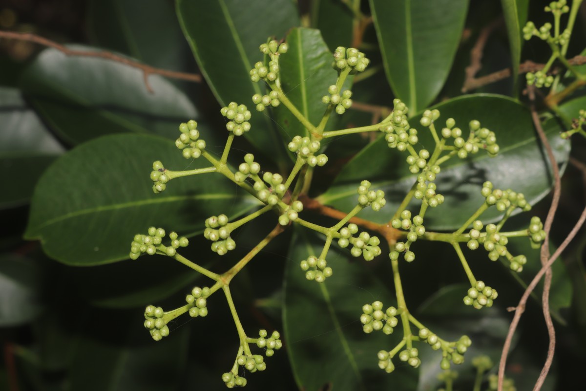 Syzygium caryophyllatum (L.) Alston
