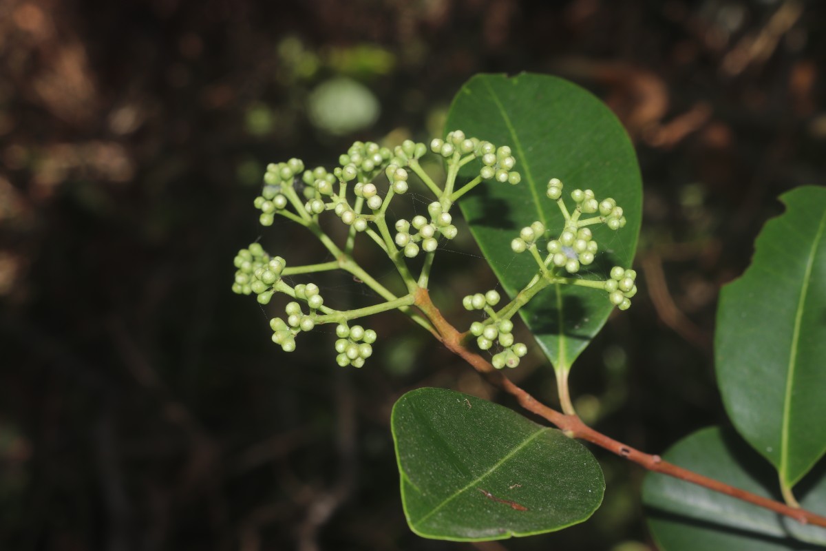 Syzygium caryophyllatum (L.) Alston