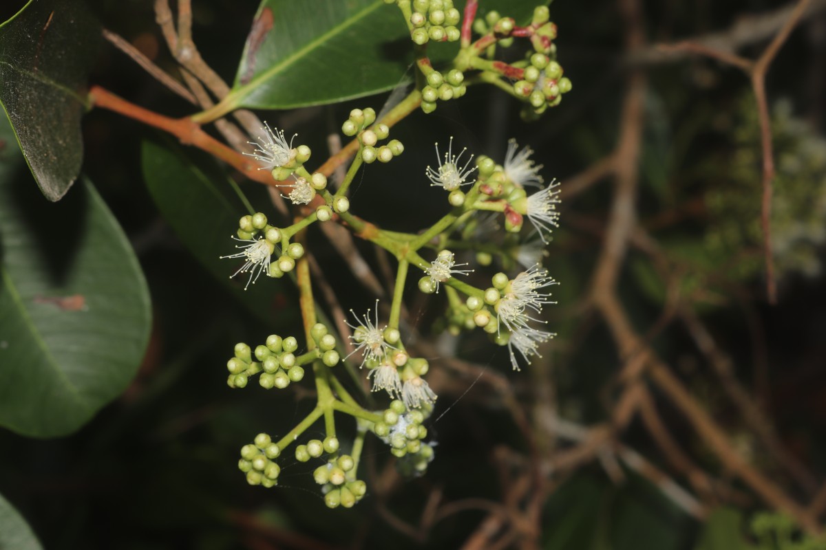 Syzygium caryophyllatum (L.) Alston