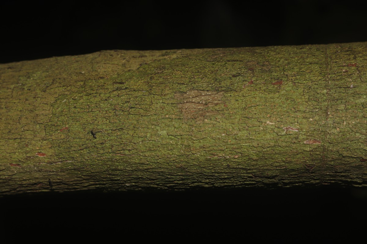 Eugenia haeckeliana Trimen