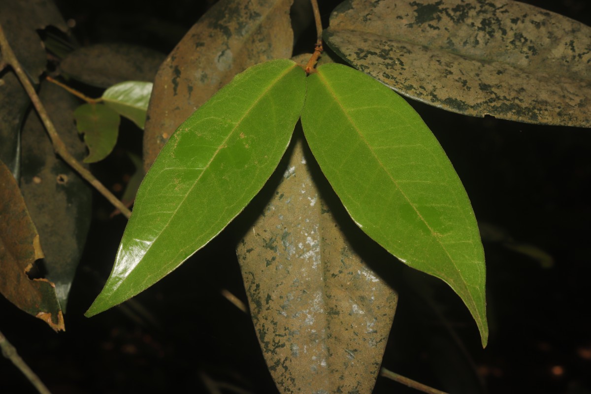Eugenia haeckeliana Trimen