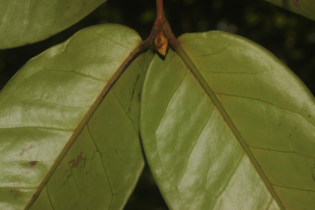 Eugenia haeckeliana Trimen