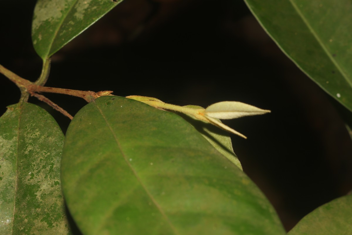 Eugenia haeckeliana Trimen