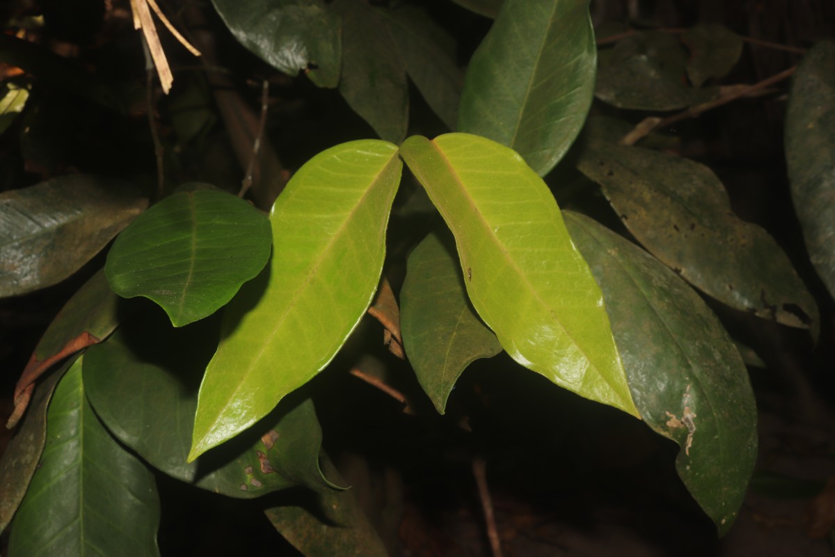 Eugenia haeckeliana Trimen