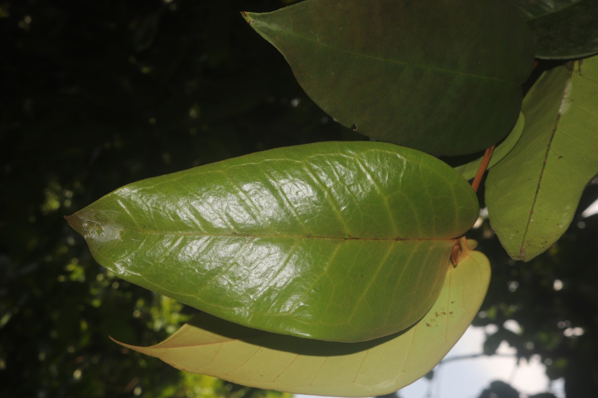 Eugenia haeckeliana Trimen