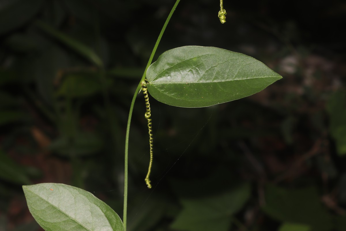 Passiflora suberosa L.