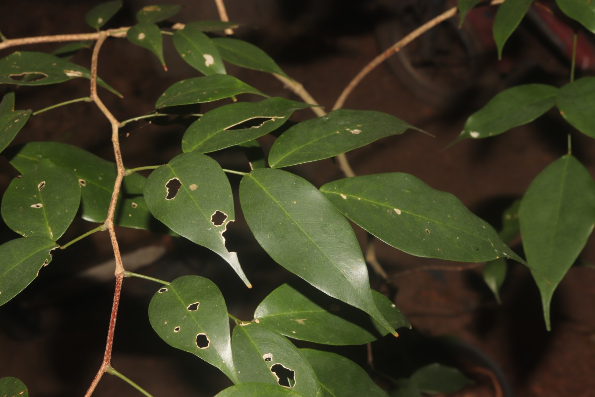 Dialium ovoideum Thwaites
