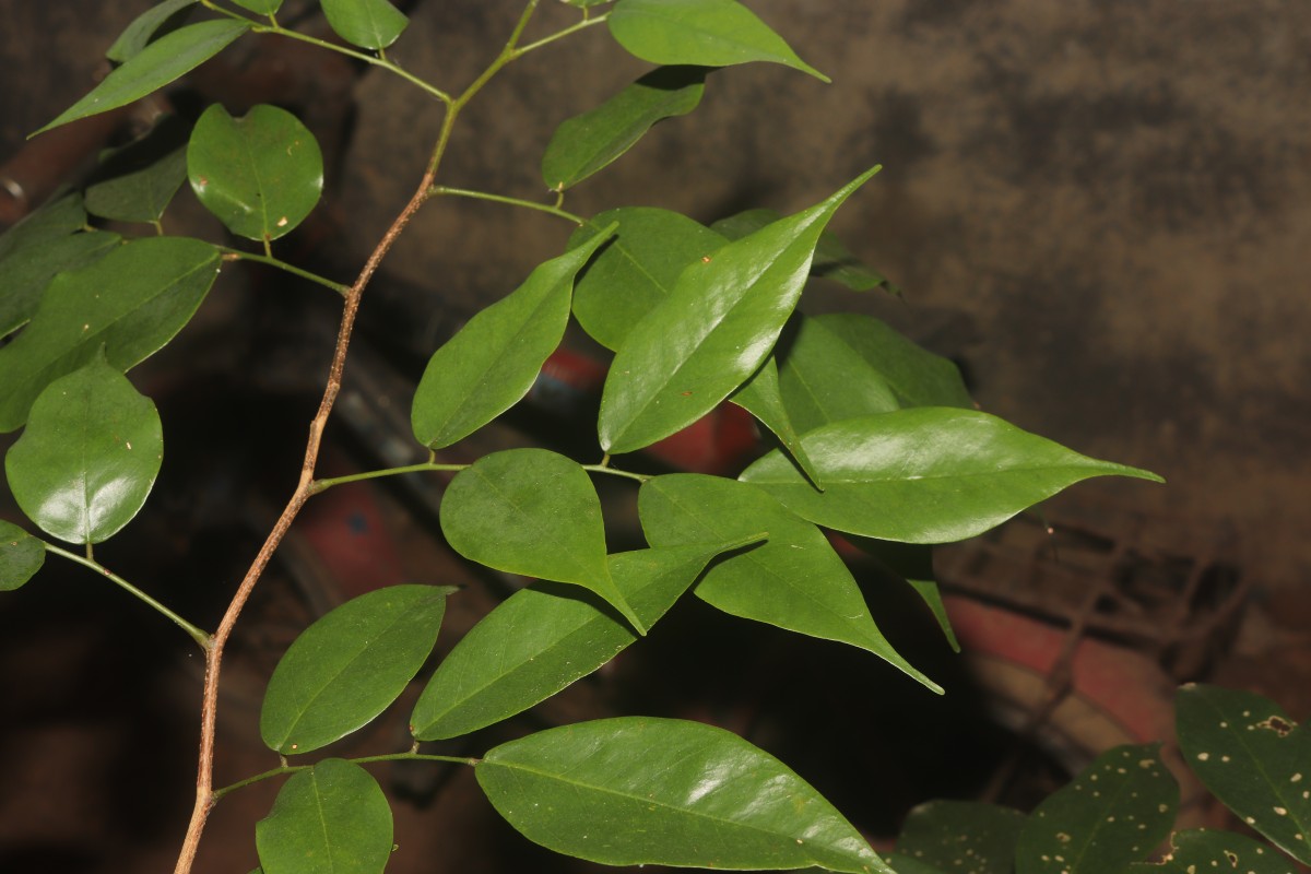 Dialium ovoideum Thwaites