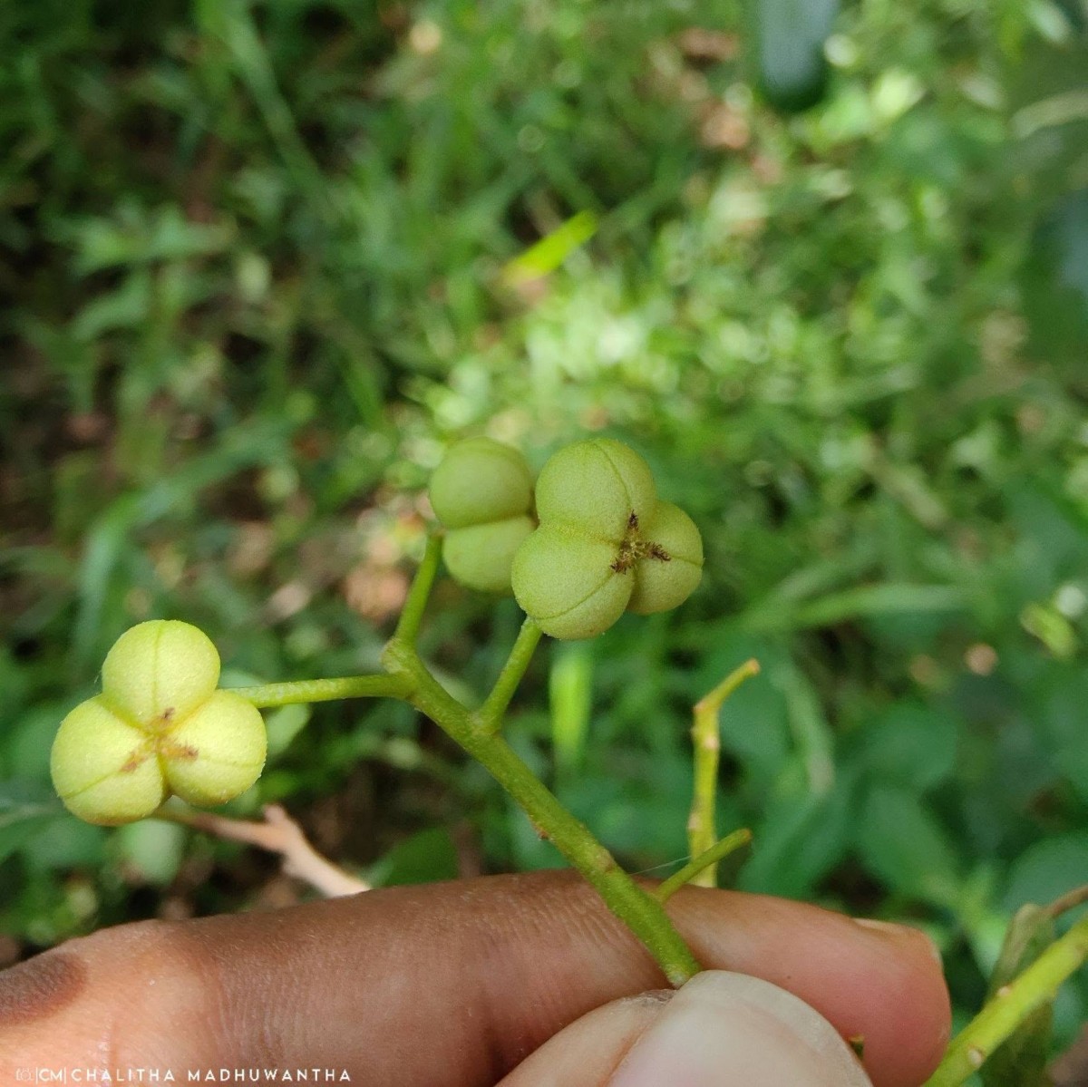 Mallotus fuscescens (Thwaites) Müll.Arg.
