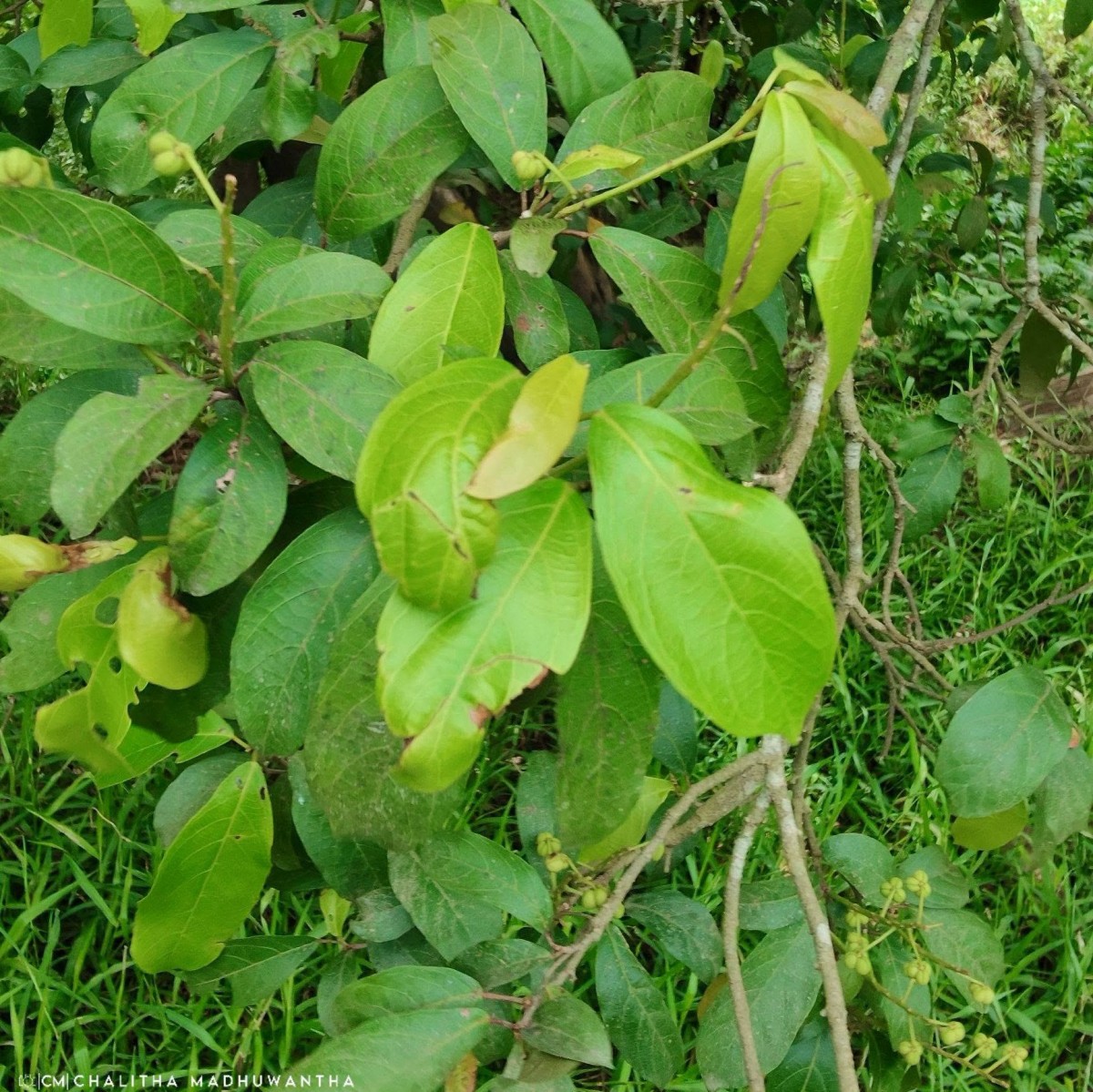 Mallotus fuscescens (Thwaites) Müll.Arg.