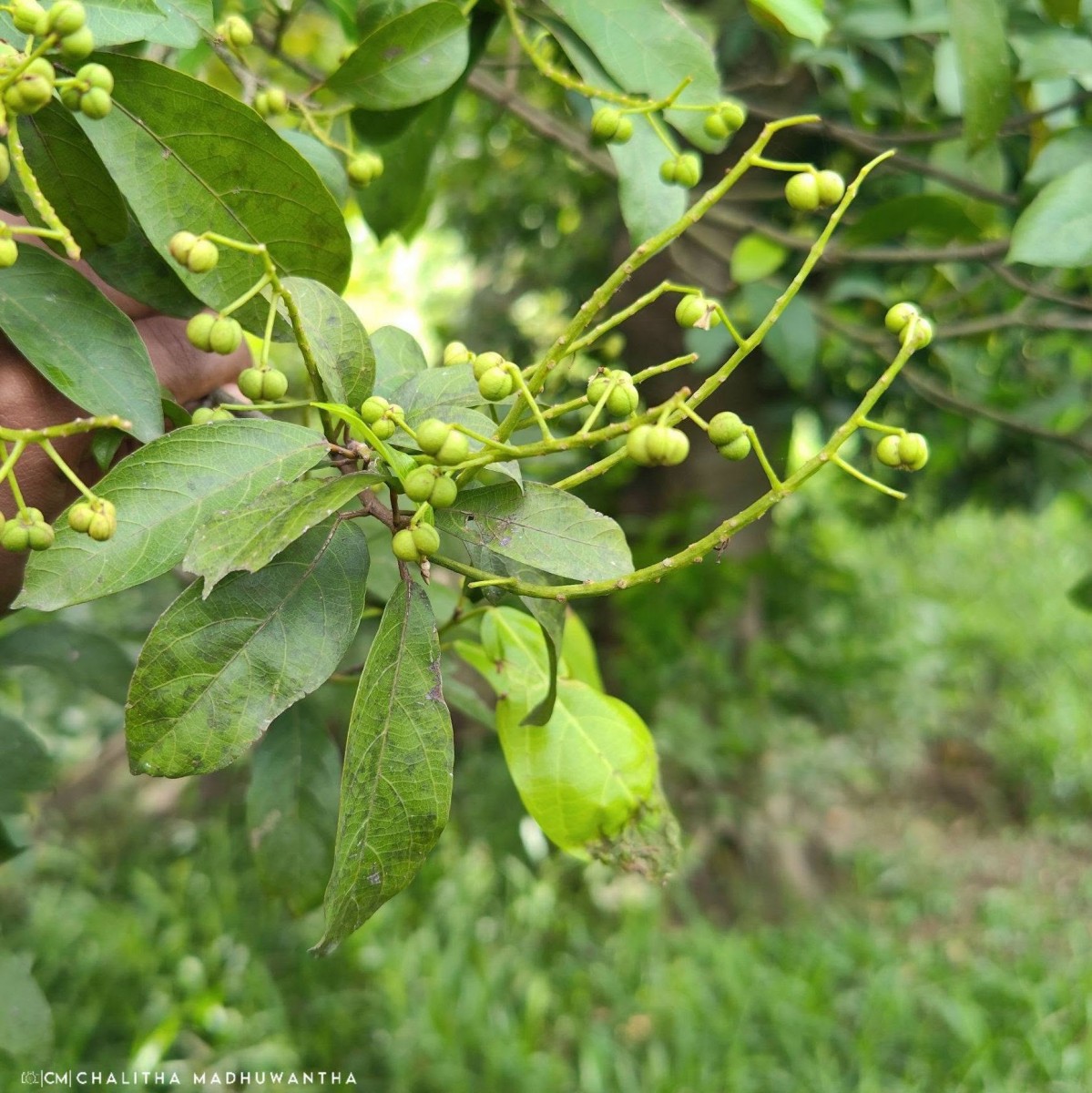 Mallotus fuscescens (Thwaites) Müll.Arg.