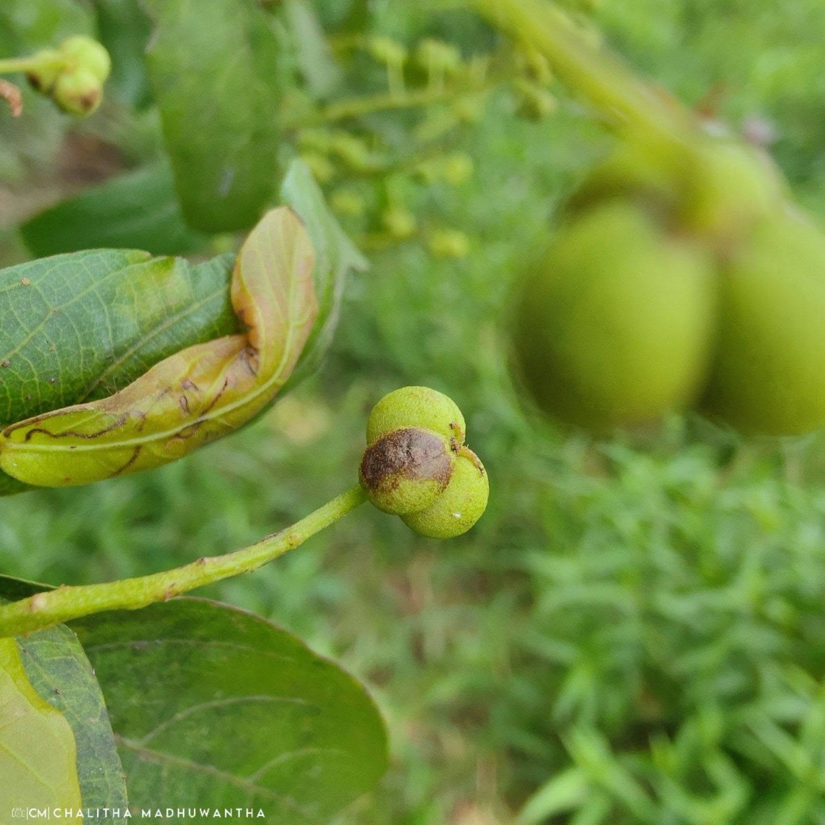 Mallotus fuscescens (Thwaites) Müll.Arg.