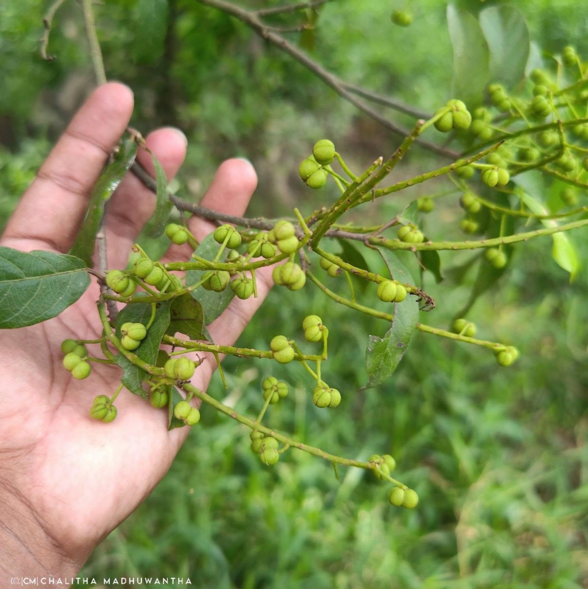 Mallotus fuscescens (Thwaites) Müll.Arg.