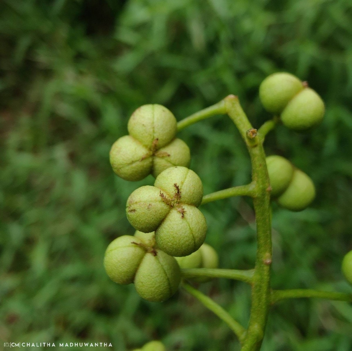 Mallotus fuscescens (Thwaites) Müll.Arg.