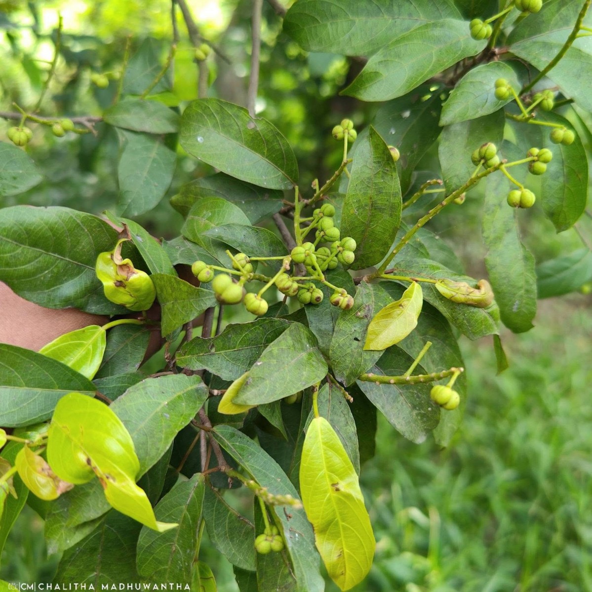 Mallotus fuscescens (Thwaites) Müll.Arg.