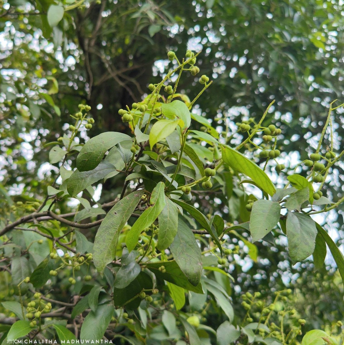 Mallotus fuscescens (Thwaites) Müll.Arg.