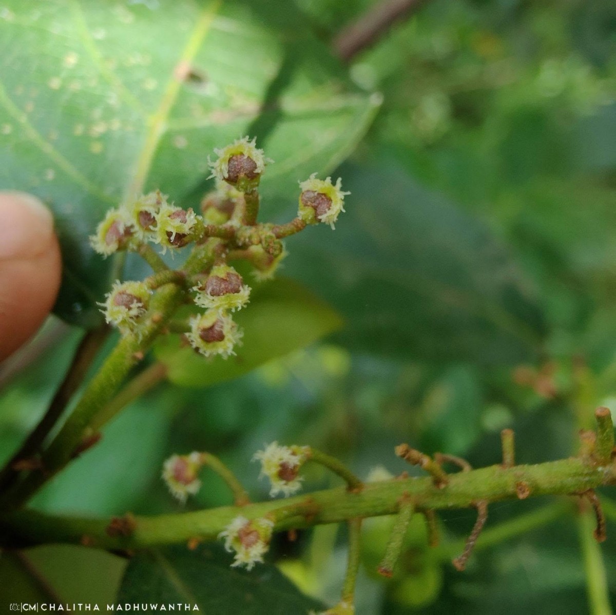 Mallotus fuscescens (Thwaites) Müll.Arg.