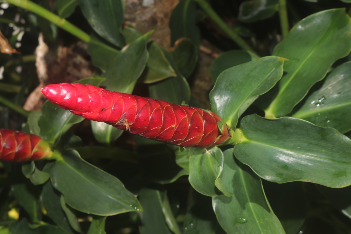 Costus woodsonii Maas