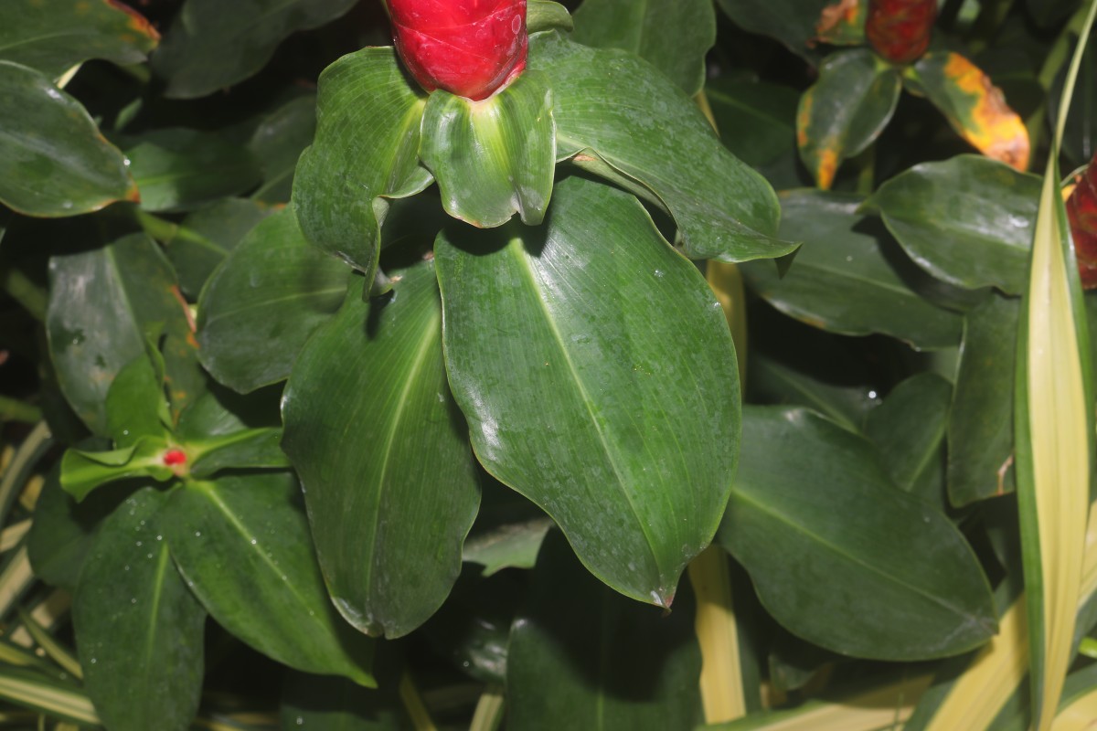 Costus woodsonii Maas