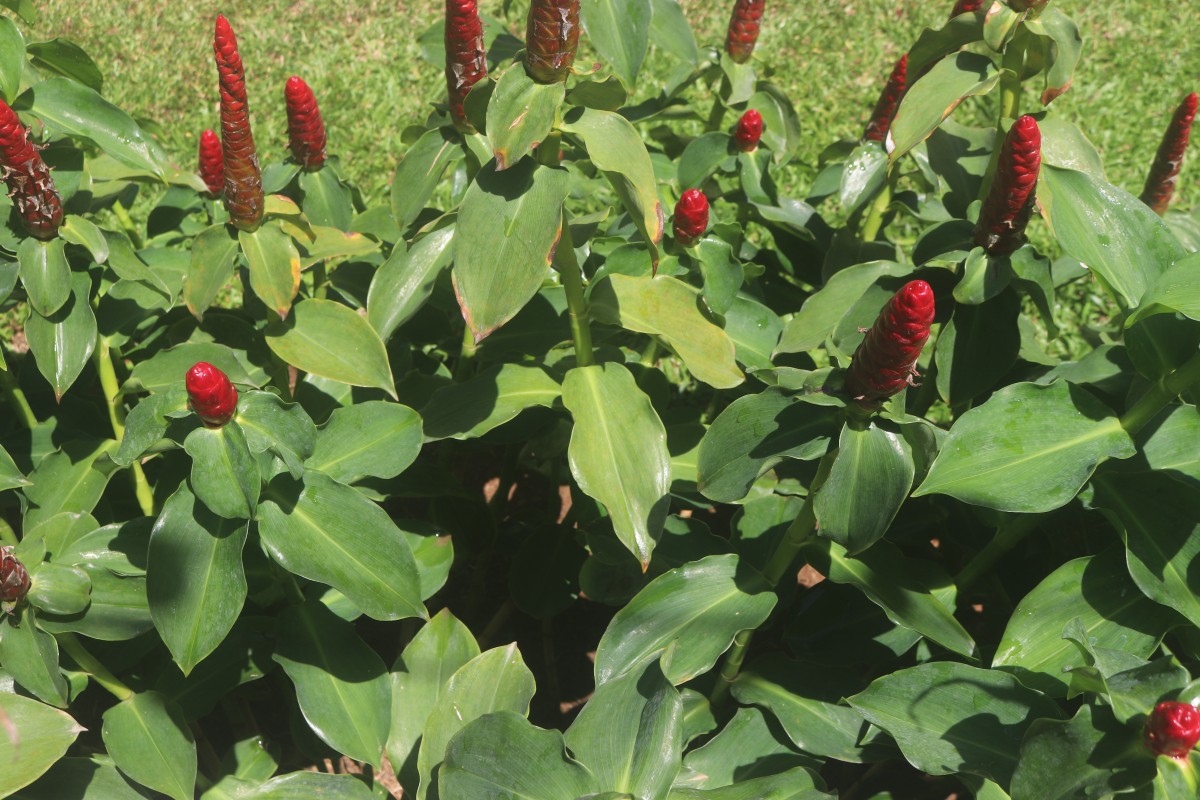 Costus woodsonii Maas