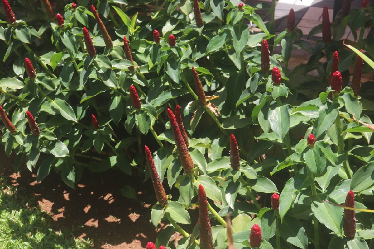 Costus woodsonii Maas