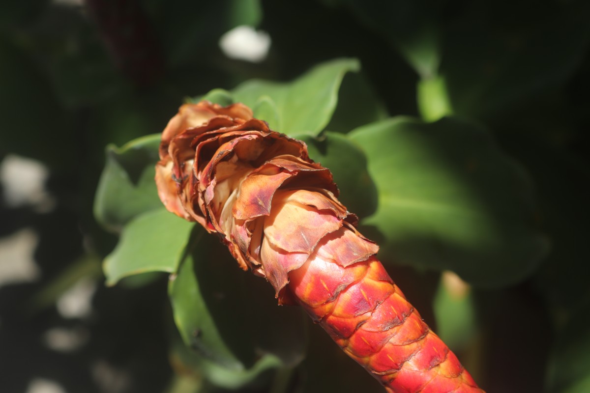 Costus woodsonii Maas