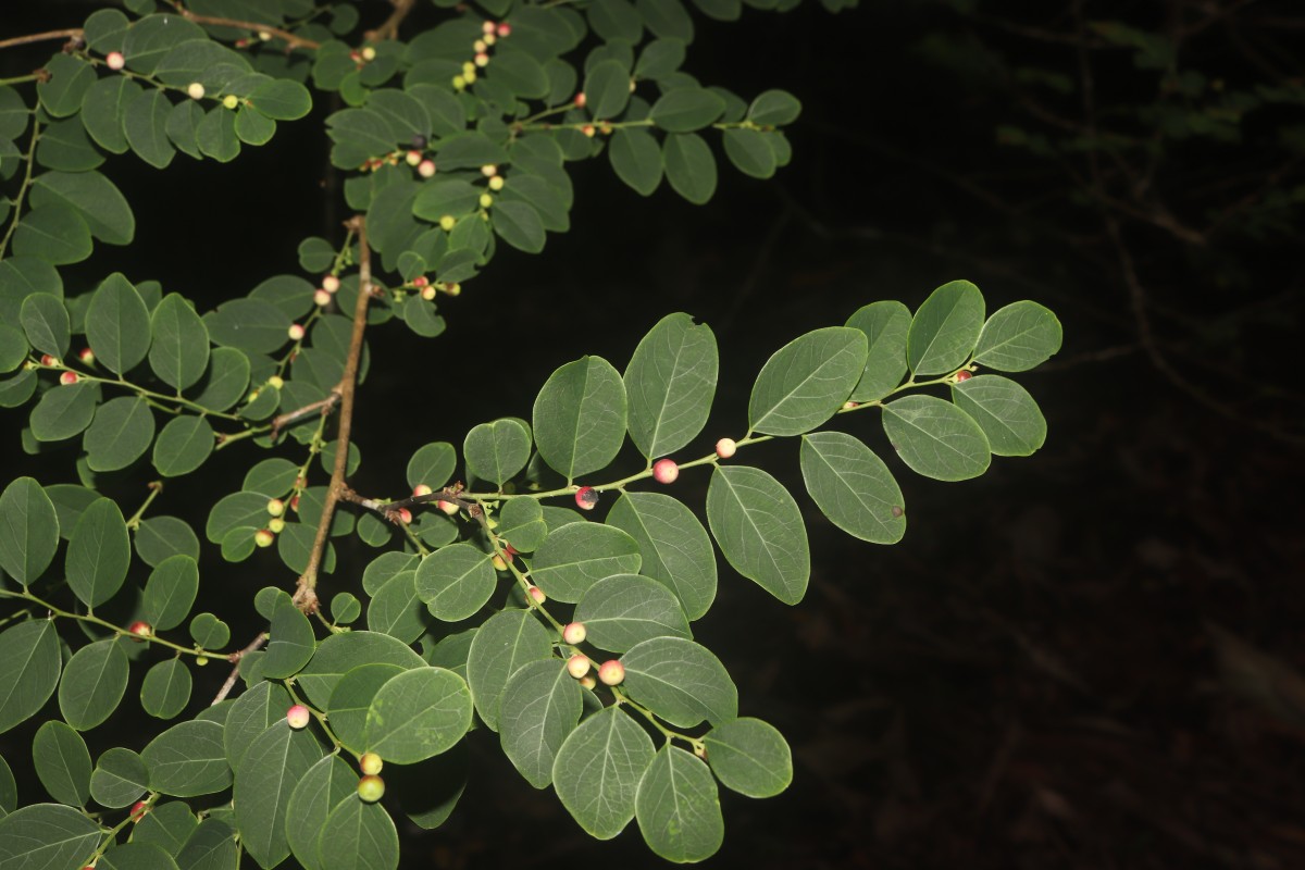 Phyllanthus vitis-idaea (Burm.f.) J.Koenig ex Roxb.