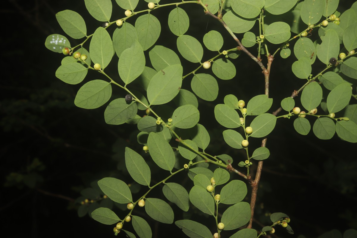 Phyllanthus vitis-idaea (Burm.f.) J.Koenig ex Roxb.