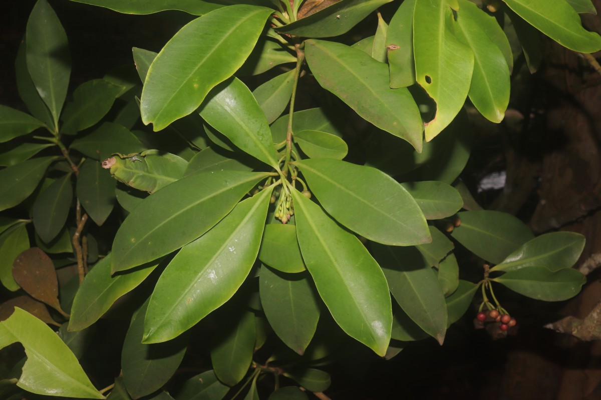Ardisia elliptica Thunb.