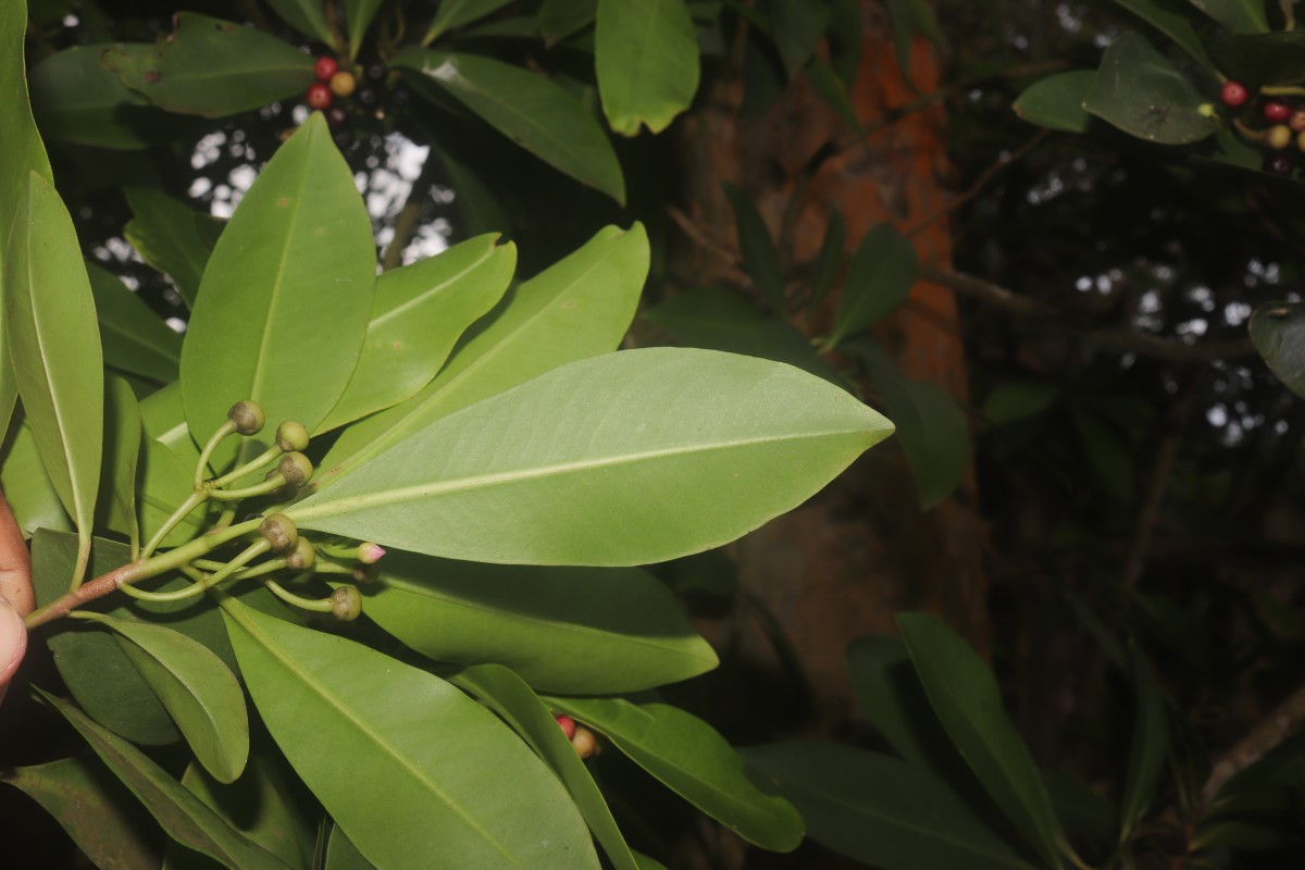 Ardisia elliptica Thunb.
