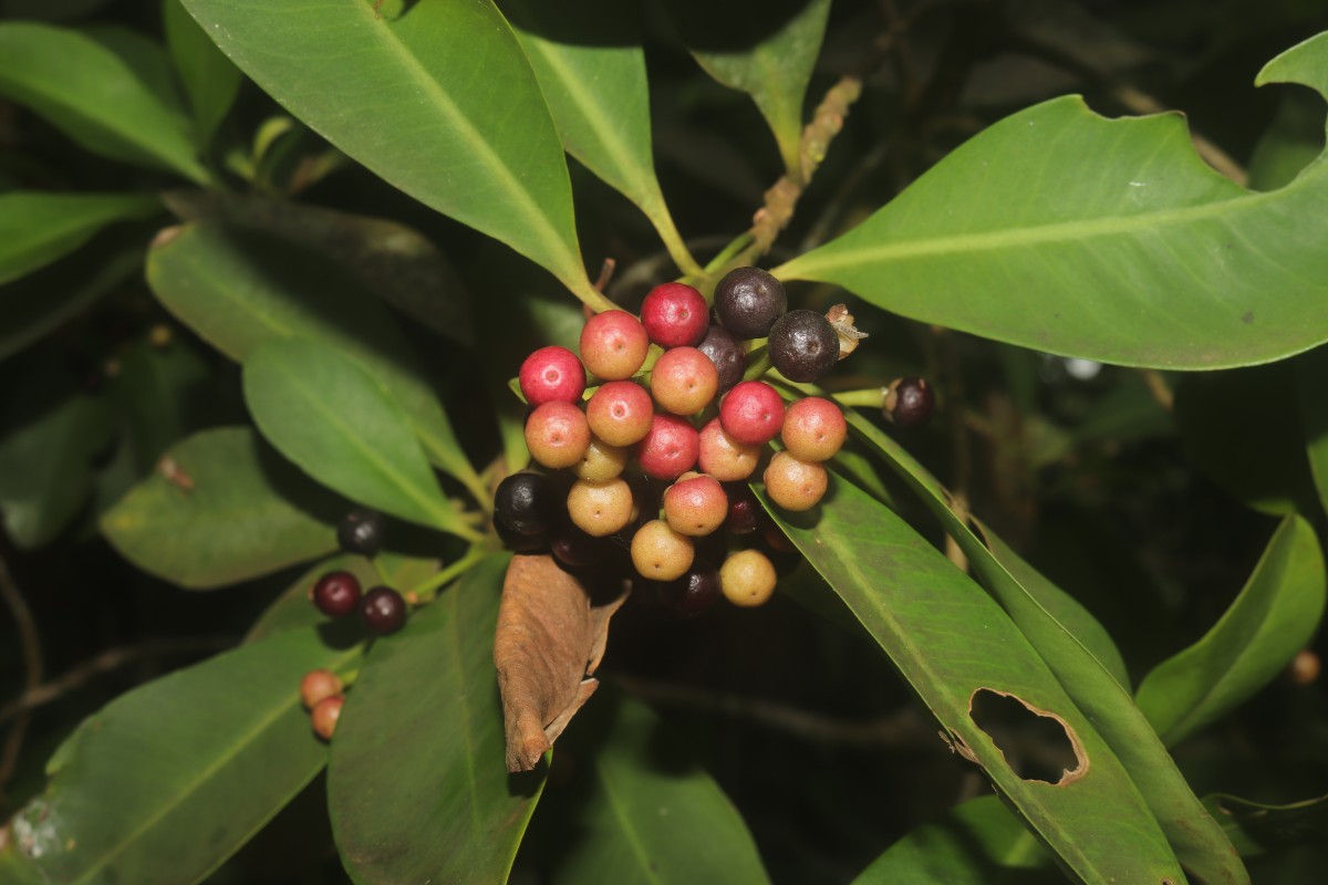 Ardisia elliptica Thunb.