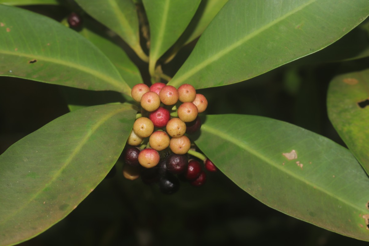 Ardisia elliptica Thunb.