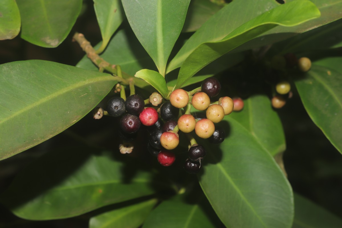 Ardisia elliptica Thunb.