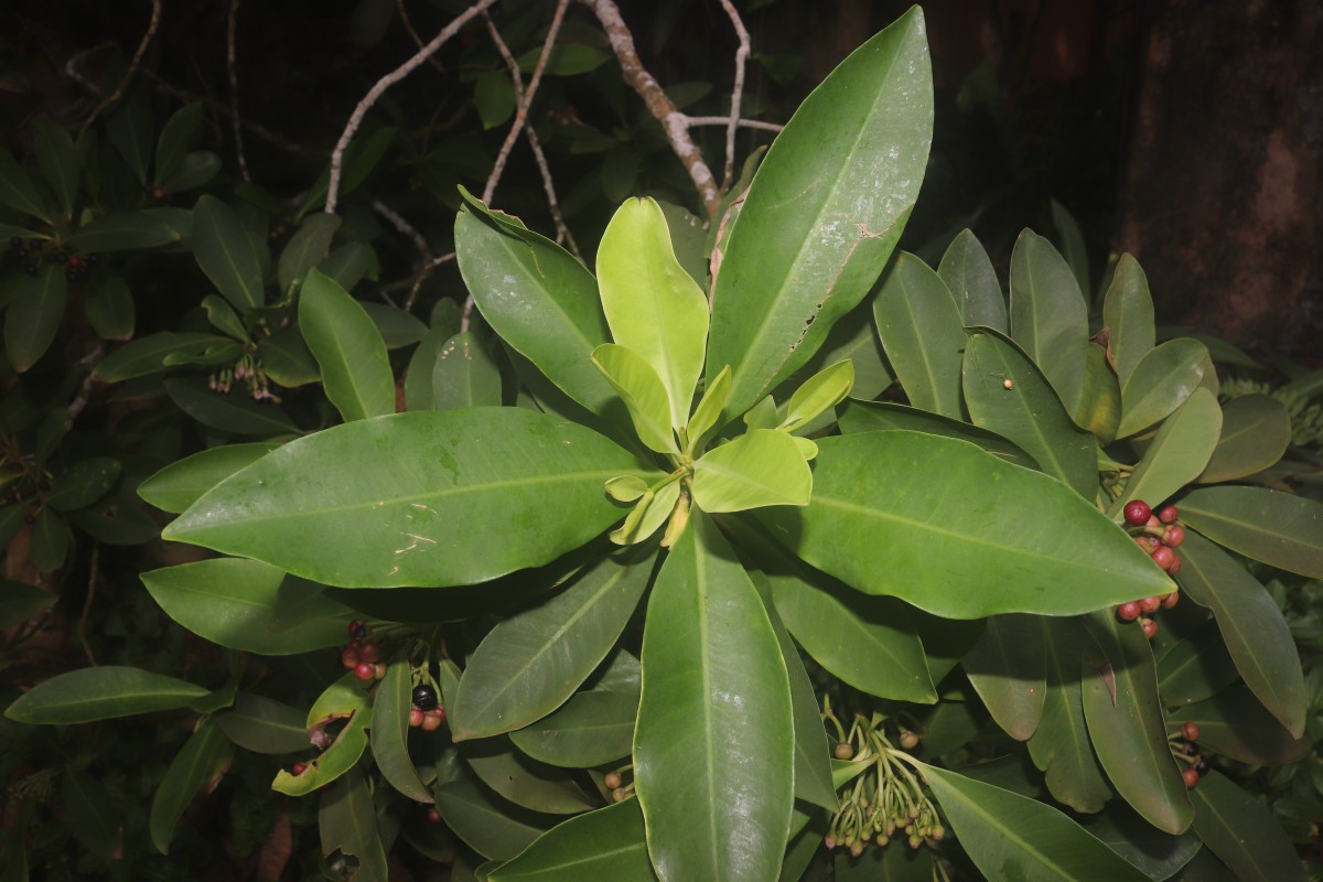 Ardisia elliptica Thunb.