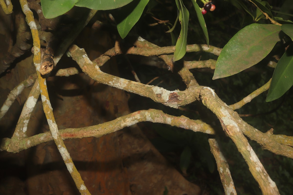 Ardisia elliptica Thunb.