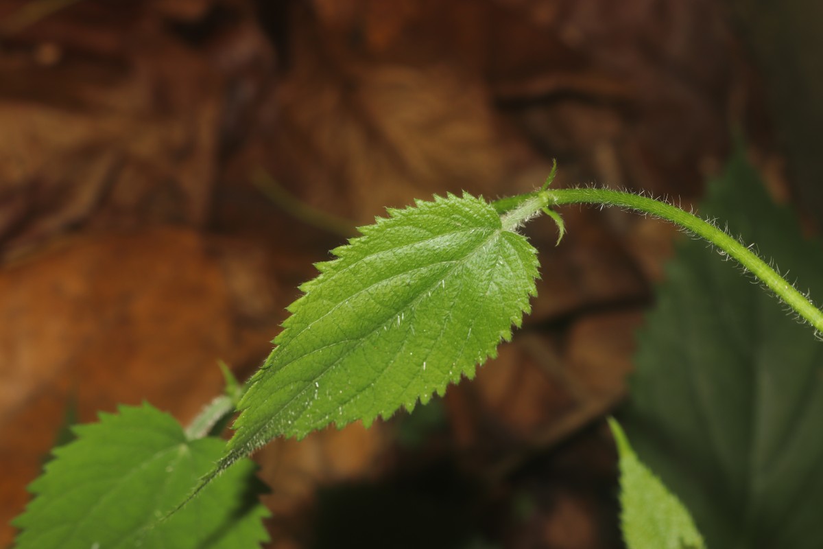 Tragia involucrata L.