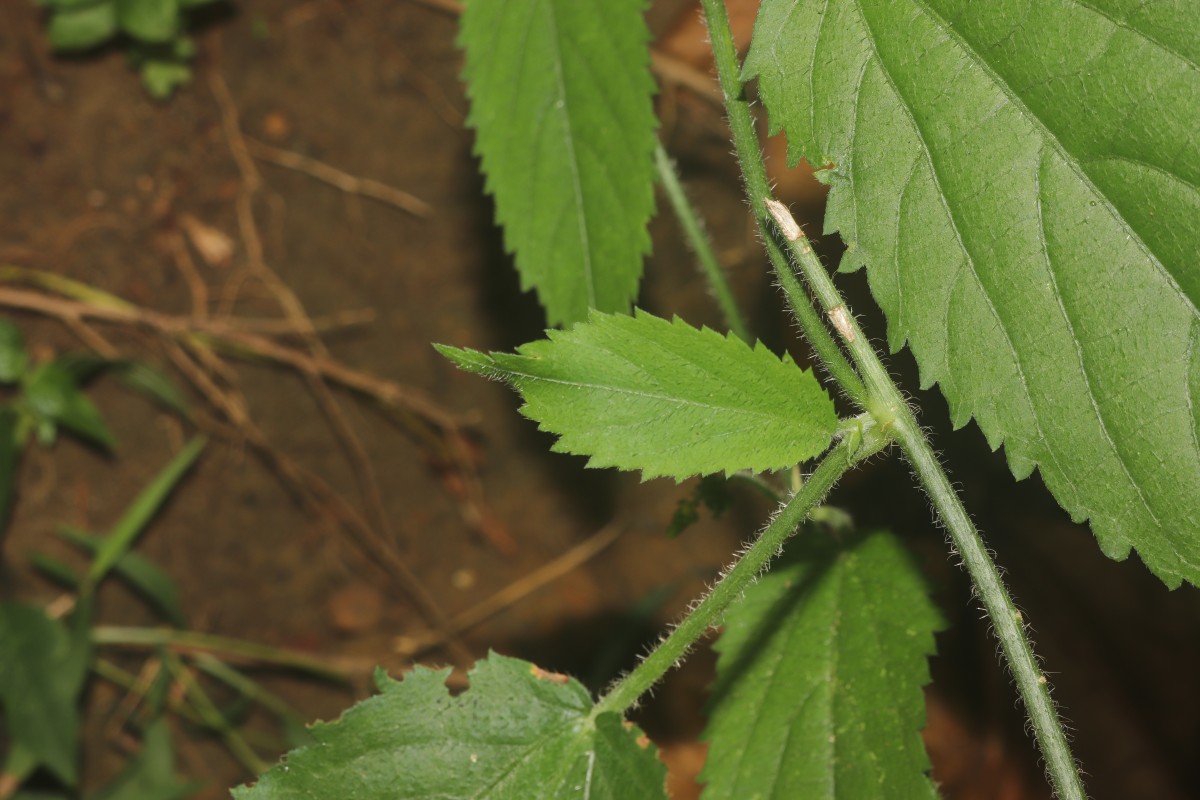 Tragia involucrata L.