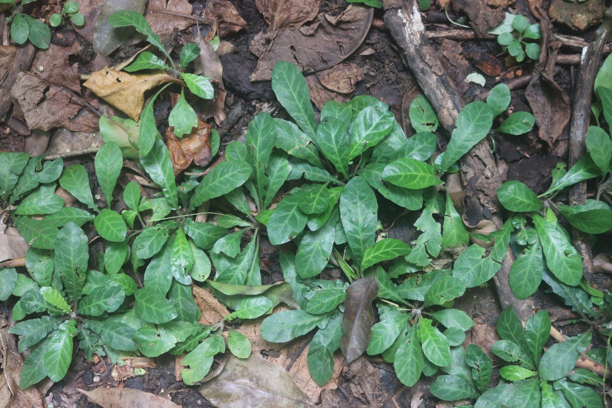 Elytraria acaulis (L.f.) Lindau