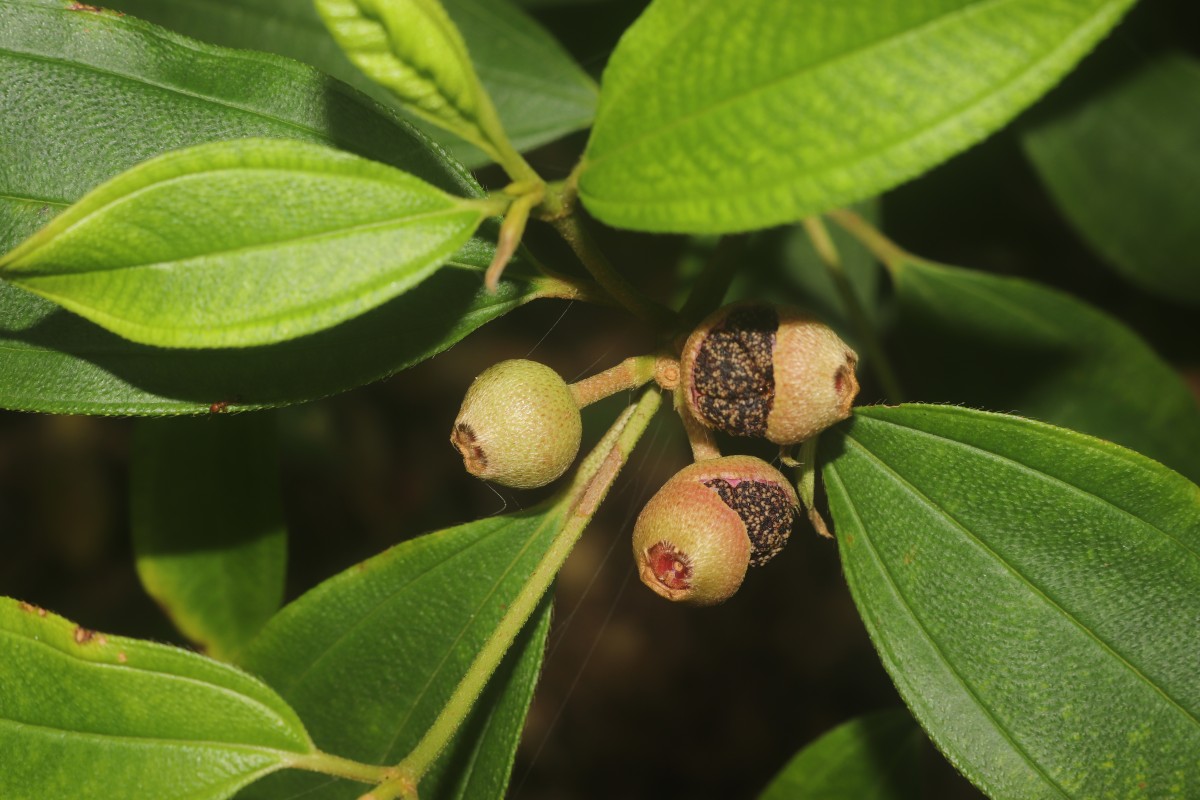 Melastoma malabathricum L.