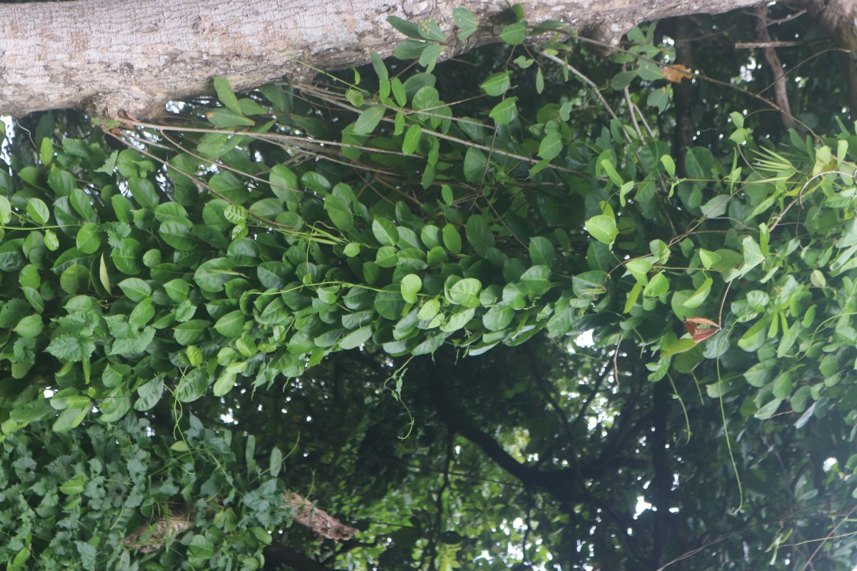 Parsonsia alboflavescens (Dennst.) Mabb.