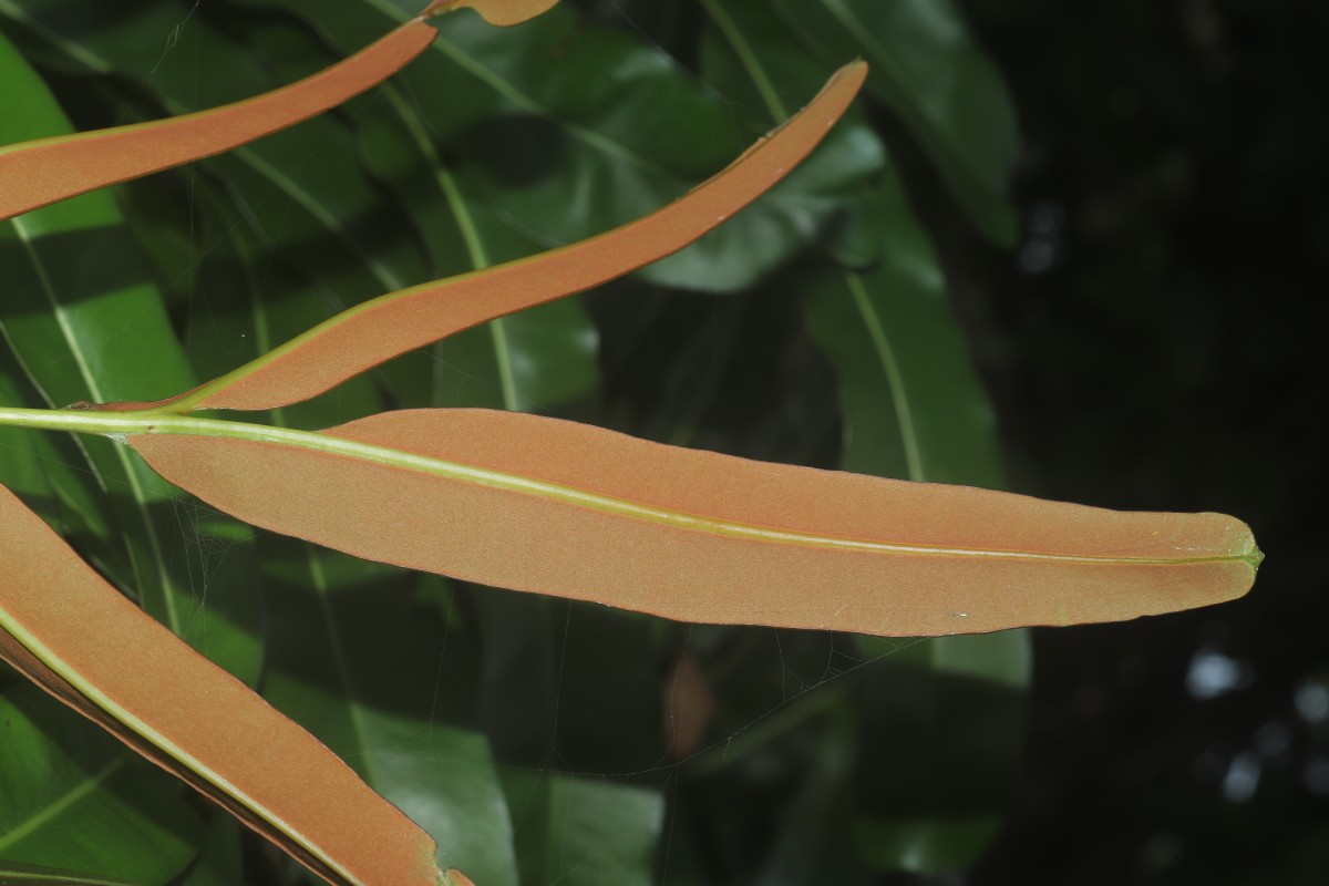 Acrostichum aureum  L.