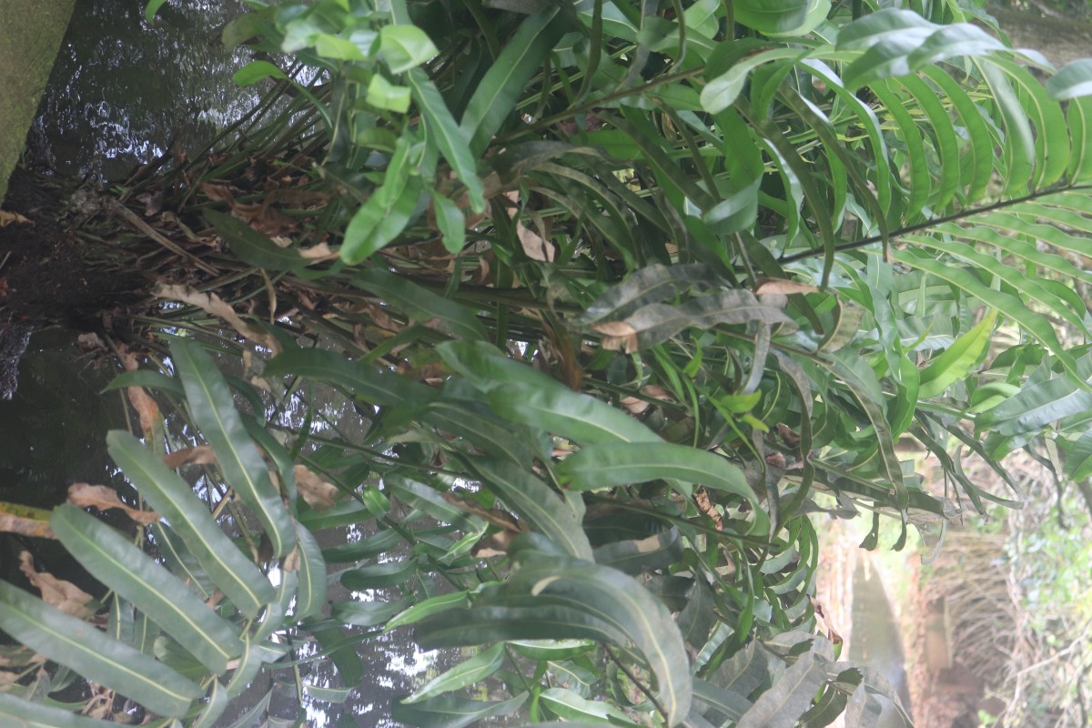 Acrostichum aureum  L.