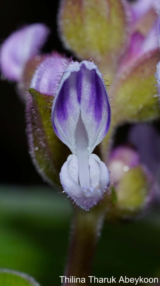 Coleus mollis Benth.