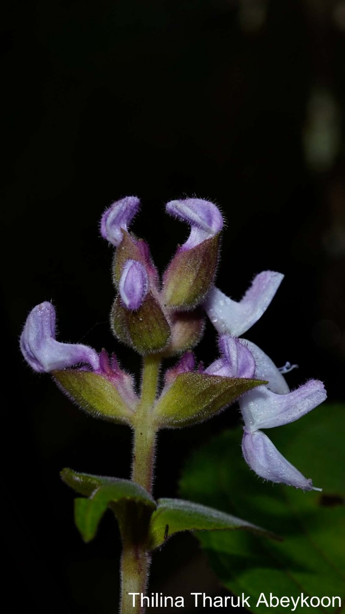 Coleus mollis Benth.
