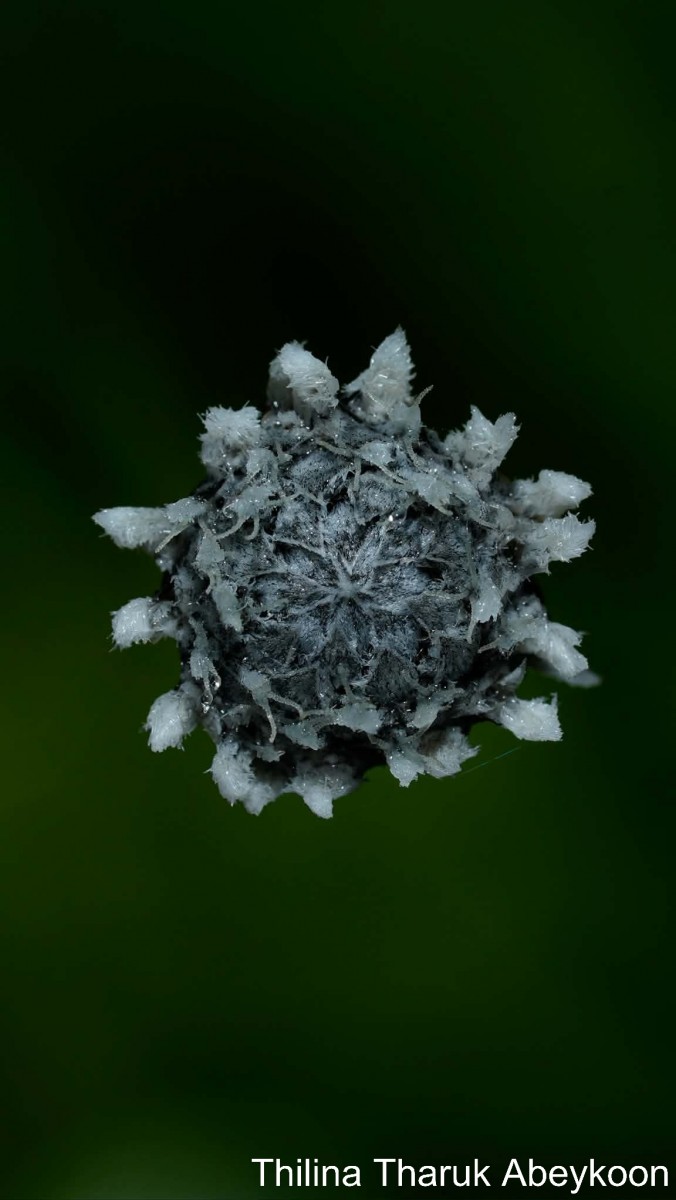 Eriocaulon ceylanicum Körn.