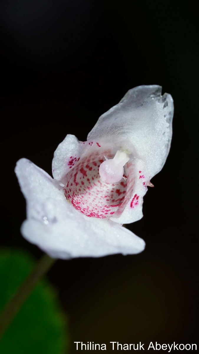 Impatiens appendiculata Arn.