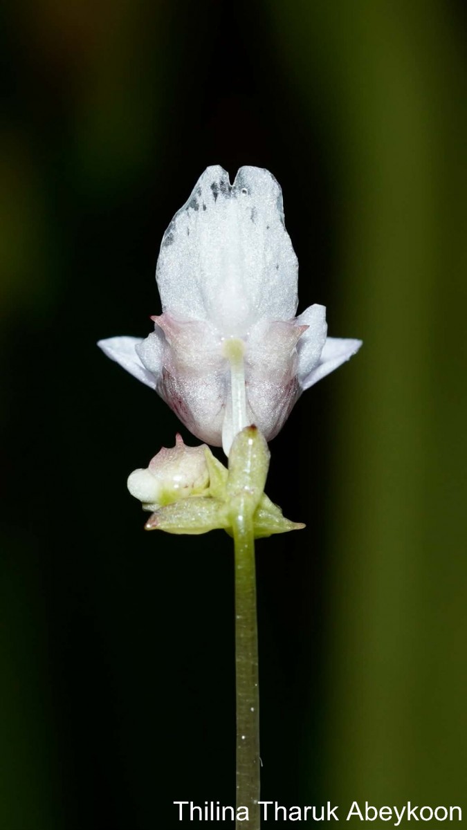 Impatiens appendiculata Arn.