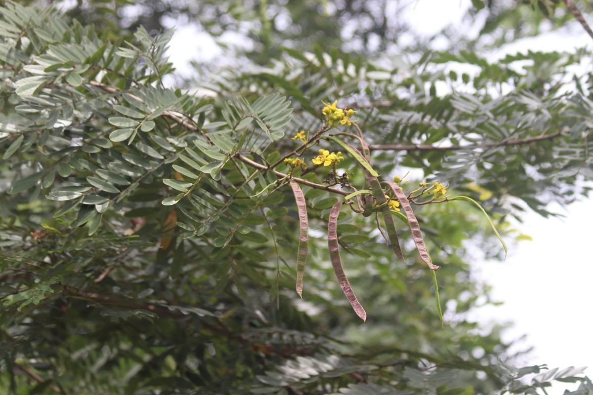 Senna siamea (Lam.) H.S.Irwin & Barneby
