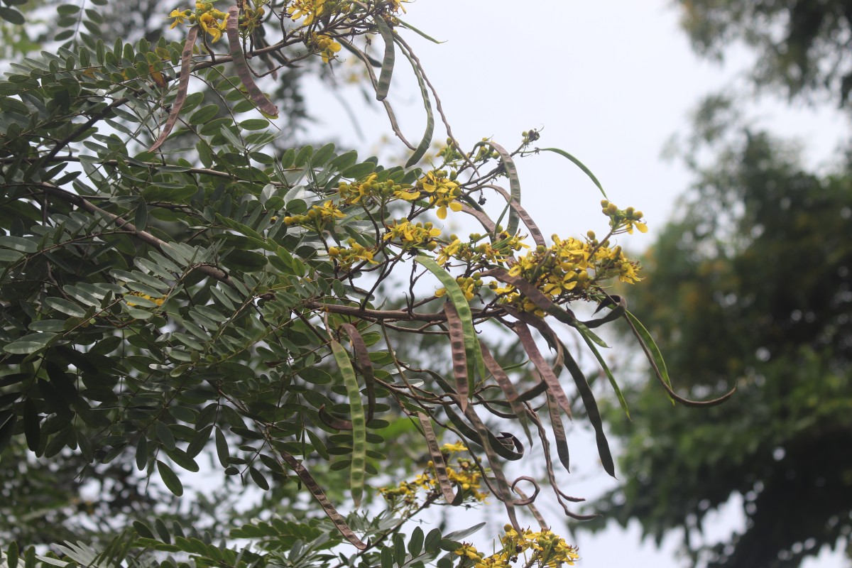 Senna siamea (Lam.) H.S.Irwin & Barneby