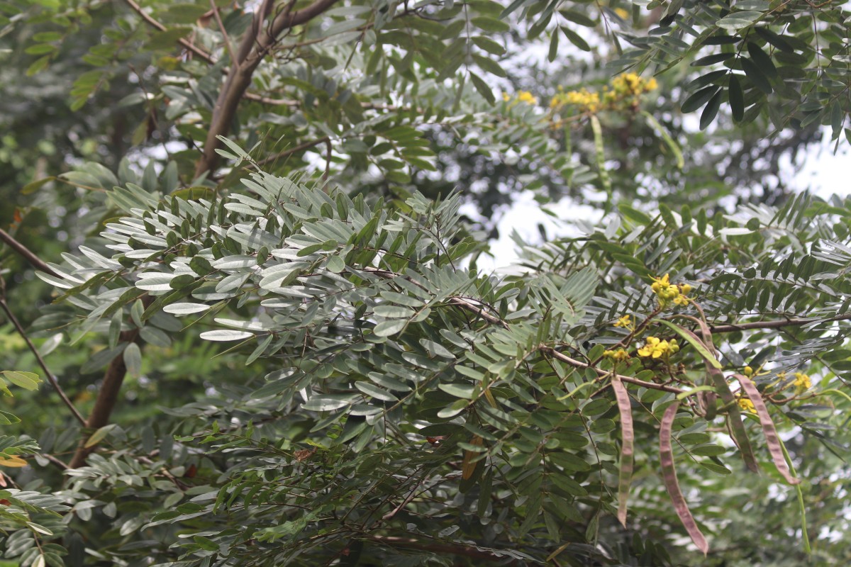 Senna siamea (Lam.) H.S.Irwin & Barneby